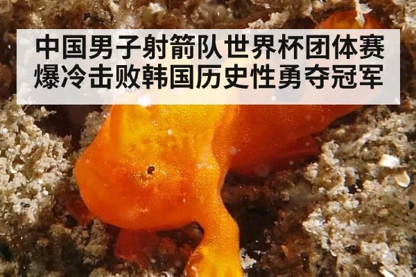 中国男子射箭队世界杯团体赛爆冷击败韩国历史性勇夺冠军