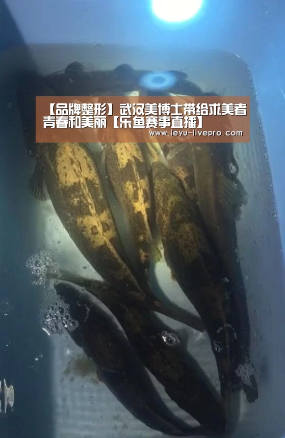 乐鱼电竞直播